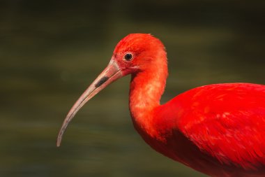 Kızıl aynak (Eudocimus ruber))