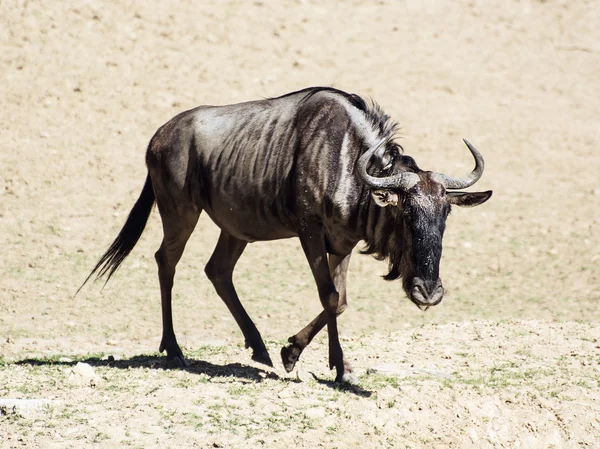 Blaugnu (connochaetes taurinus)) — Stockfoto