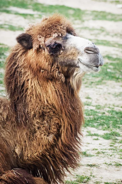 Bactrian camel portrait — Stock Photo, Image