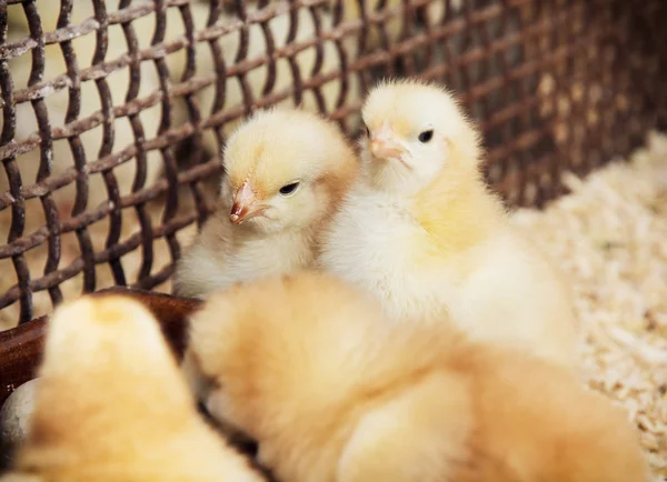 Rearing little yellow chicks — Stock Photo, Image