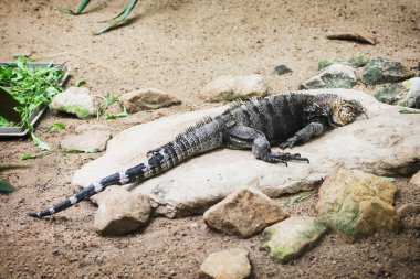 Küba rock iguana (cyclura nubila)