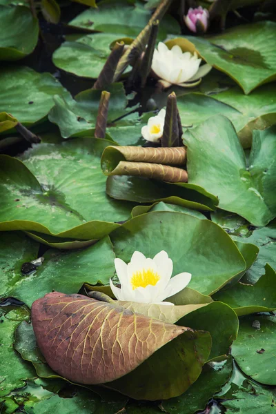Piękny kwitnący Lilie wodne w ogrodzie — Zdjęcie stockowe