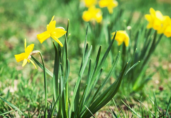 Spring yellow daffodil in the meadow — Stock Photo, Image