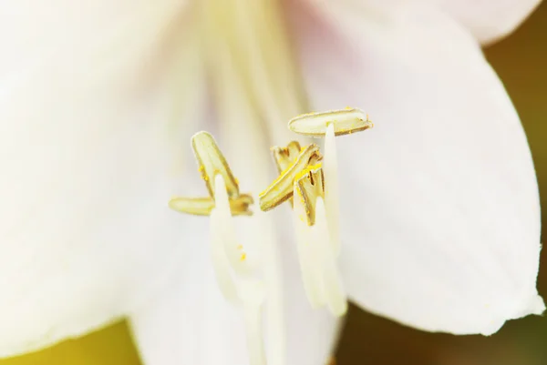 Macro photo of the lily flower — Stock Photo, Image