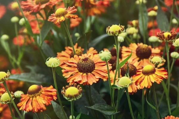 Красиві гібридні квіти Геленію — стокове фото