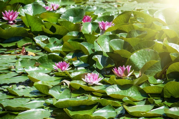 Lirio de agua rosada en los rayos del sol — Foto de Stock