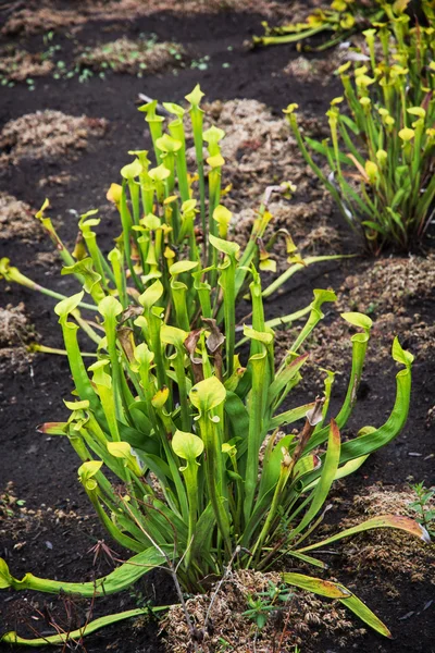 Green carnivorous plant — Stock Photo, Image