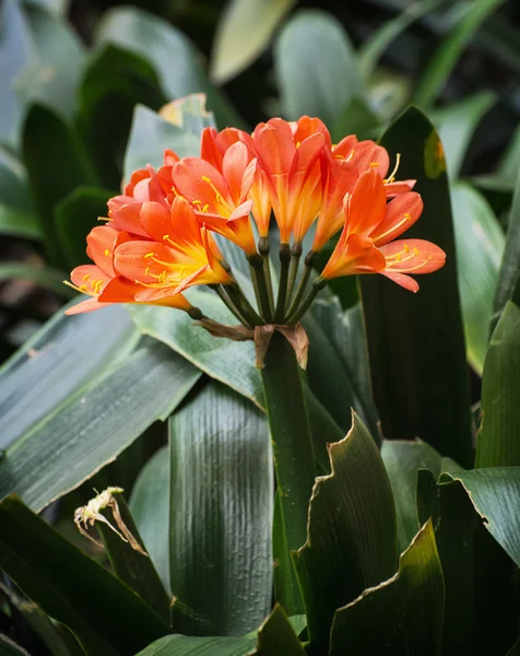 橙色的兰花花在花园里 — 图库照片