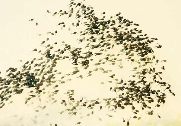 Tadpole na água — Fotografia de Stock