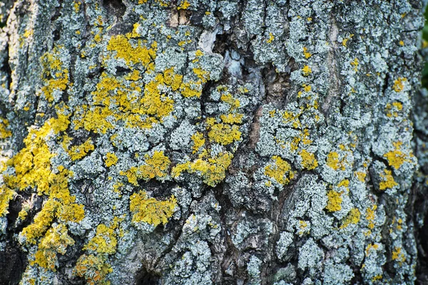 黄色の木は地衣類 — ストック写真