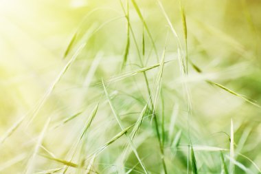 Alan güneş ışınları tahıl