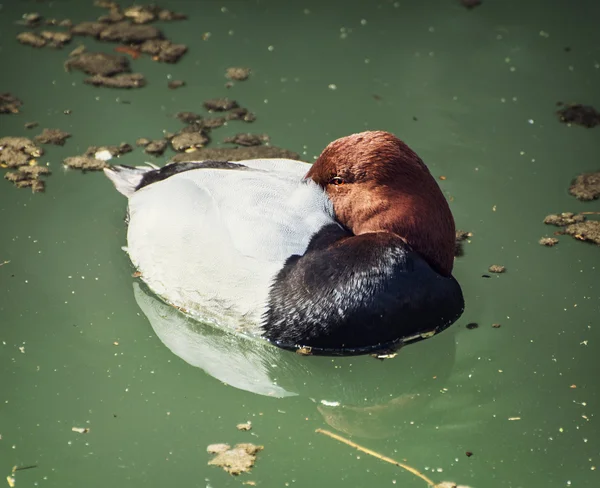 Frequentes Pochard (aythya ferina ) — Fotografia de Stock