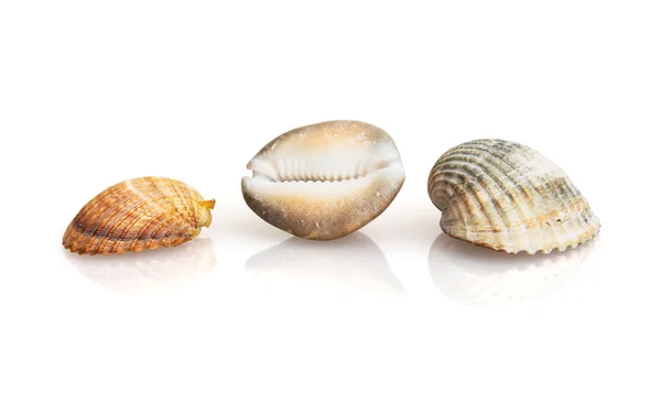 Three beautiful sea shells with reflection — Stock Photo, Image