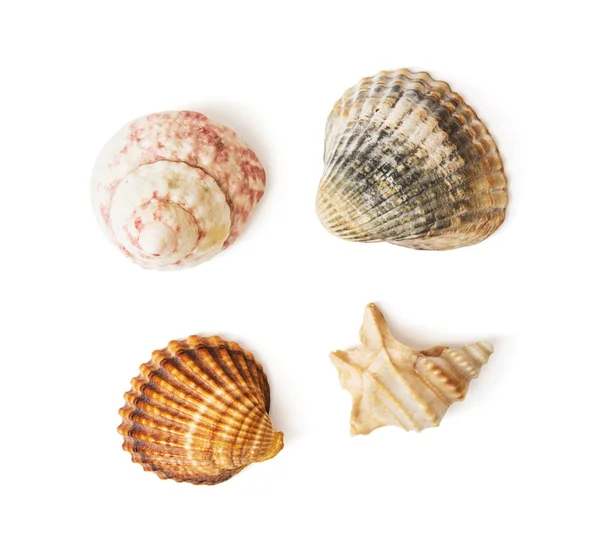海の貝のミックス — ストック写真
