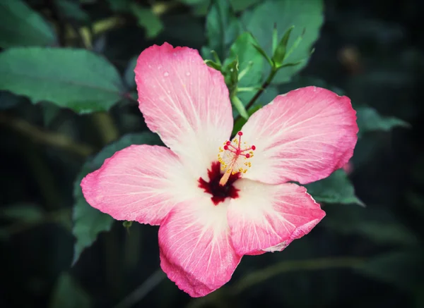 Kwiat hibiscus piękne — Zdjęcie stockowe