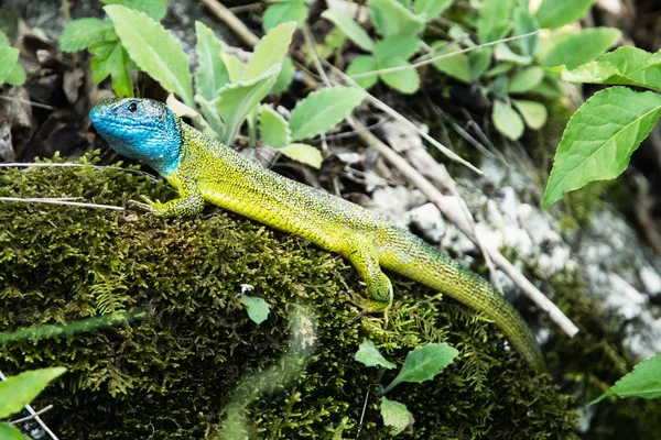 Lagarto verde europeu está se aquecendo — Fotografia de Stock