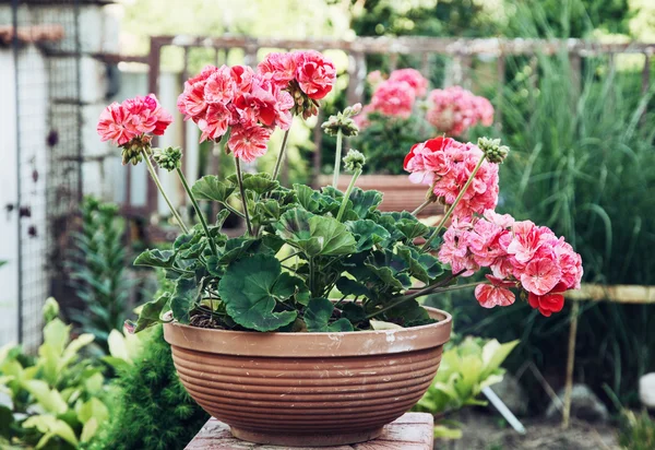 Krukväxt rosa Pelargonium blommor i trädgården — Stockfoto