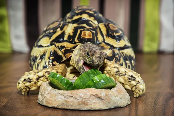 ヒョウモンガメ キュウリを食べる — ストック写真