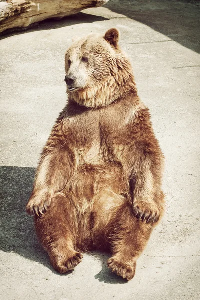 Sitting young brown bear (Ursus arctos arctos) — Stock Photo, Image