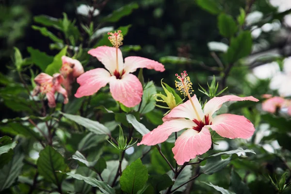 Beautiful hibiscus flowers — Stock Photo, Image