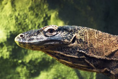 Komodo dragon (varanus komodoensis) portre