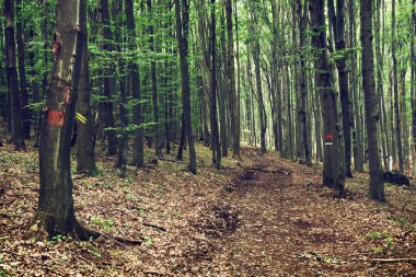 Avrupa yaprak döken orman