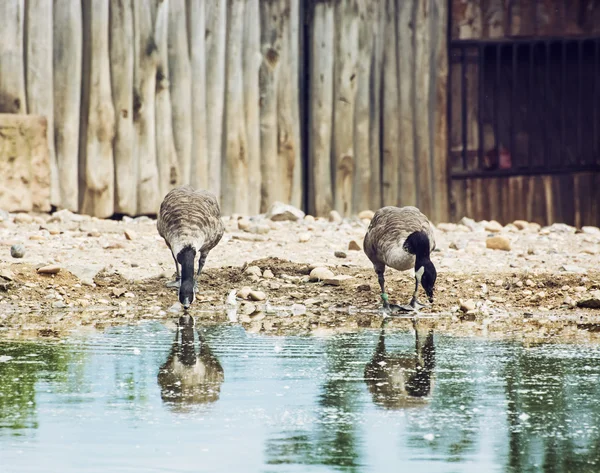 Twee mooie ganzen met weerspiegeling in water — Stockfoto