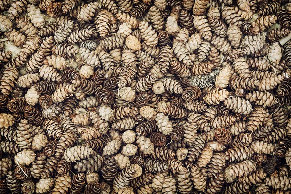 Background of dried pine cones — Stock Photo, Image