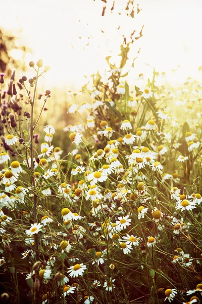 Daisy meadow in sunset — Stock Photo, Image