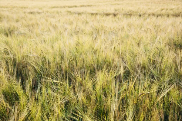 Campo di grano giallo al tramonto entro sera d'estate — Foto Stock