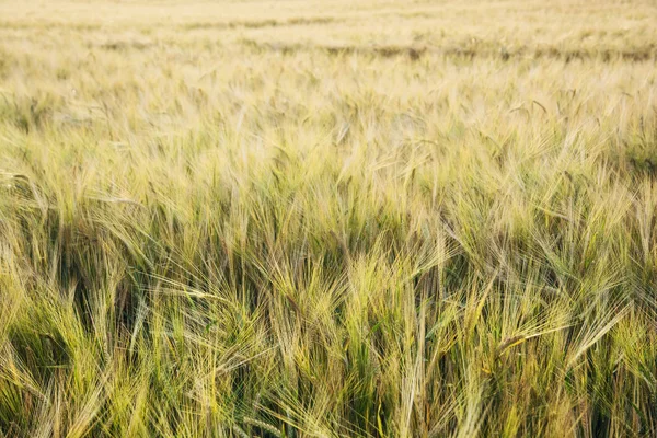 Campo de trigo amarelo ao pôr-do-sol na noite de verão — Fotografia de Stock