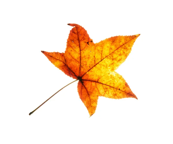 Schönes rotes Herbstblatt auf weißem Hintergrund — Stockfoto