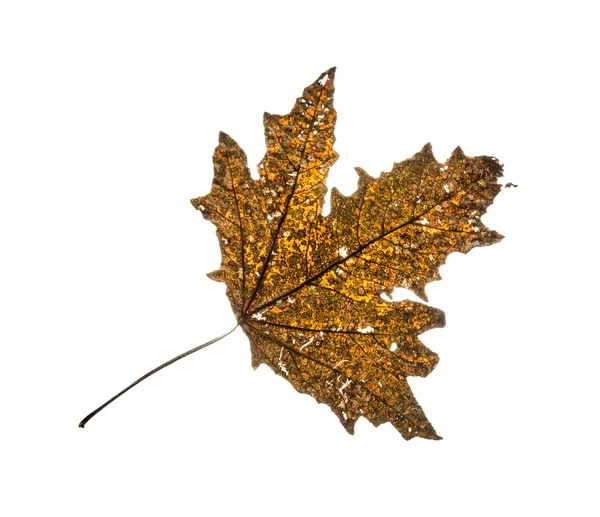 Hoja de arce de otoño marrón aislado — Foto de Stock