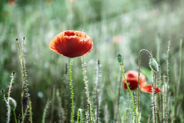 Red corn poppy (Papaver rhoeas) in the meadow — Stock Photo, Image