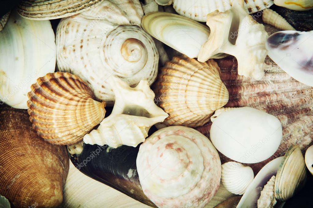 Background of various sea shells