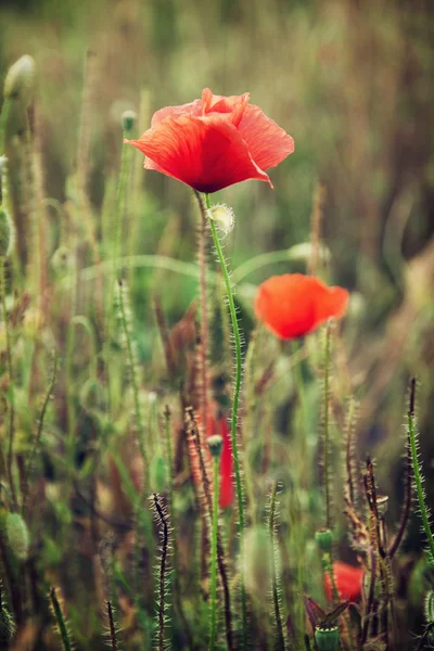 Beautiful red corn poppy flowers (Papaver rhoeas) in the meadow — Stock Photo, Image