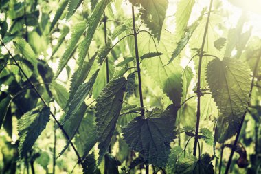 Urtica Dioica, Genellikle Yaygın Isırgan ya da İğneleyici Isırgan olarak adlandırılır
