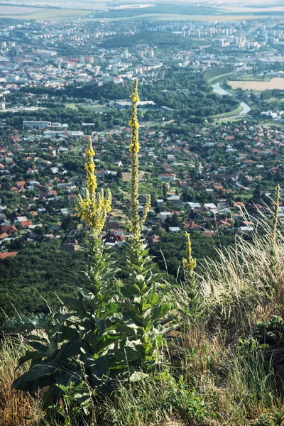 Großer gelber Enzian wächst auf einem Hügel über der Stadt Nitra — Stockfoto