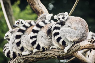 Group of lemurs clipart
