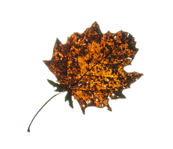 破解橙色秋天的叶子 — 图库照片