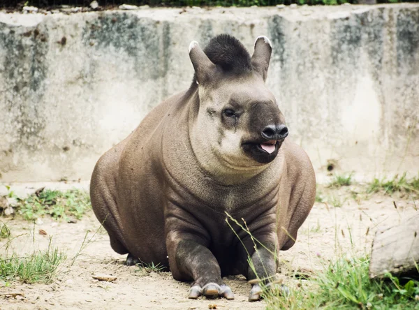 Tapir sul-americano (Tapirus terrestris) — Fotografia de Stock