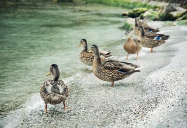 Group of wild mallard ducks on the lake shore clipart