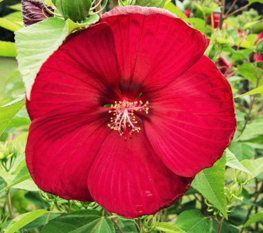 büyük kırmızı hibiscus çiçek