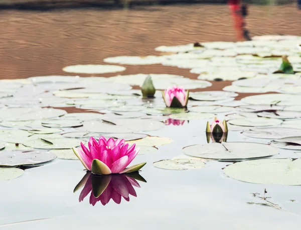 Lirio de agua rosada se refleja en el lago jardín — Foto de Stock