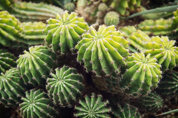 Echinopsis obrepanda kaktus — Stockfoto