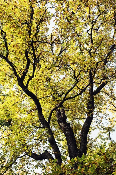 Roble amarillo grande — Foto de Stock