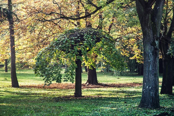 Красочные деревья в осеннем парке — стоковое фото
