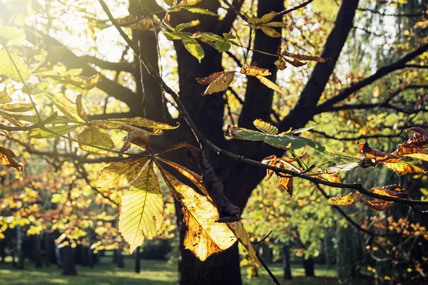 Drzewo jesień kasztanowe w słońcu — Zdjęcie stockowe