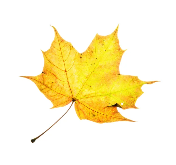 Beleza amarelo outono folha de bordo — Fotografia de Stock