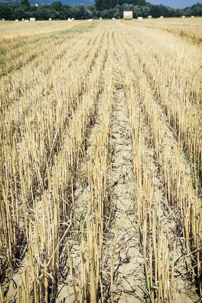 Straw stubble on the field — Stock Photo, Image